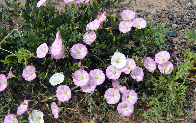 Calystegia longipes, Paiute False Bindweed, Southwest Desert Flora
